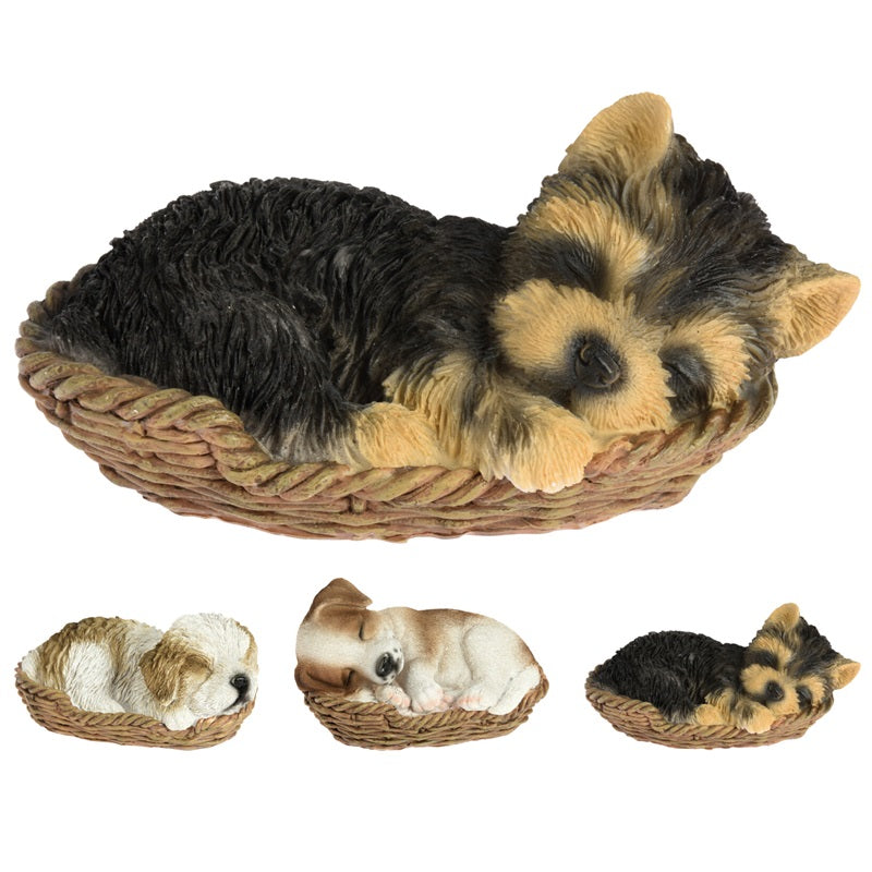 ΣΚΥΛΑΚΙ ΣΕ ΚΑΛΑΘΑΚΙ