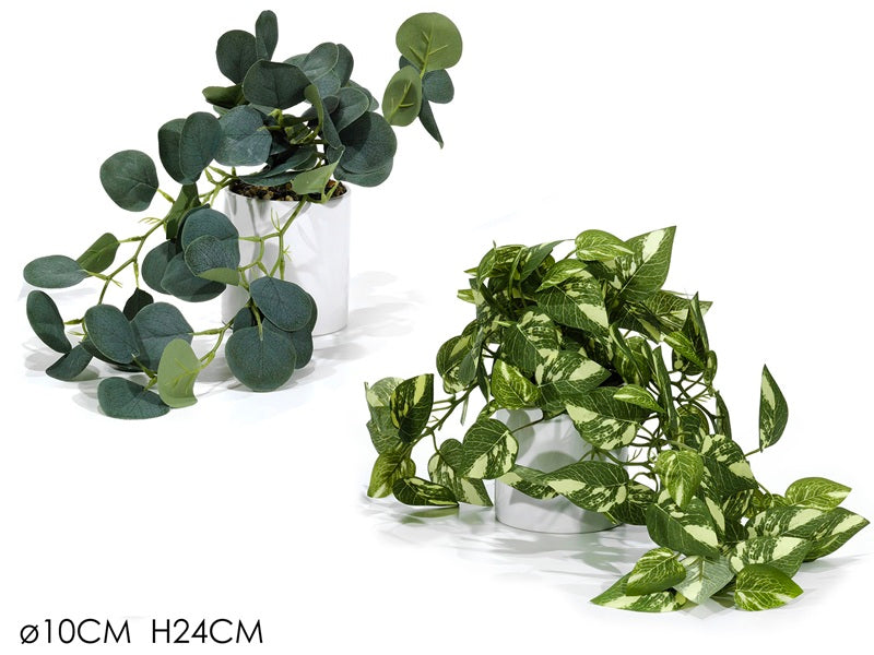 ΓΛΑΣΤΡΑΚΙ ΚΙΣΣΟΣ 10x24cm