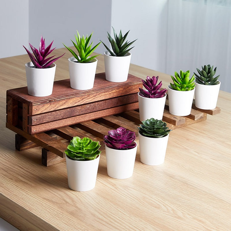 ΓΛΑΣΤΡΑΚΙ 6cm ΜΕ ΠΑΧΥΦΥΤΑ TNS