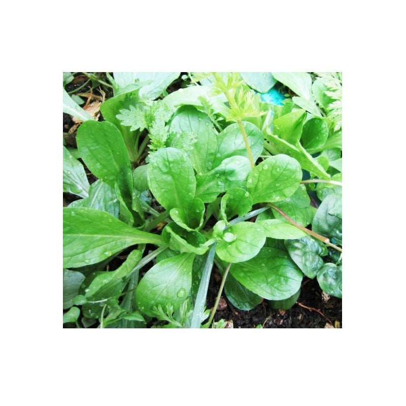 ΣΠΟΡΟΙ ΒΑΛΕΡΙΑΝΑ ΟΠΩΡΟΚΗΠΕΥΤΙΚΩΝ 376Μ