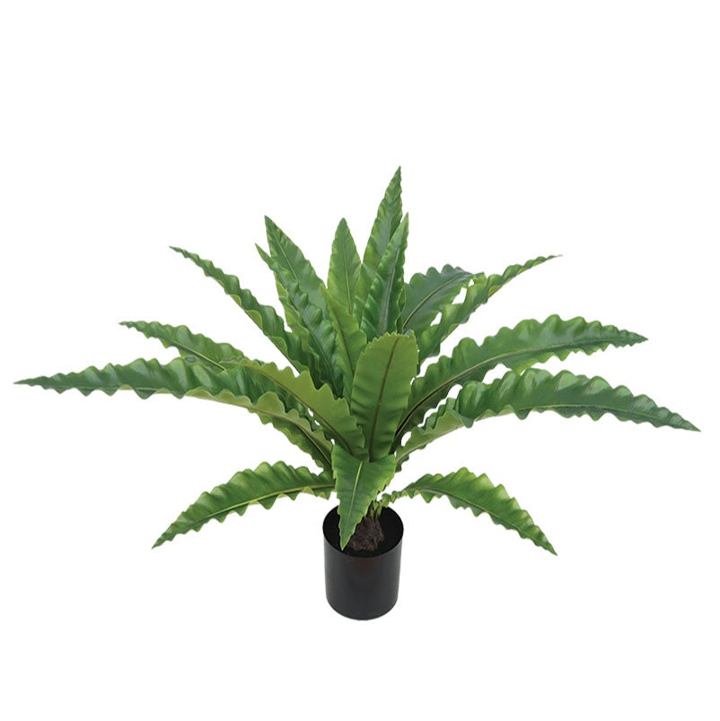 ΔΕΝΤΡΟ ΝΕΟΤΤΟΠΤΕΡΙΣ 65cm 0420013