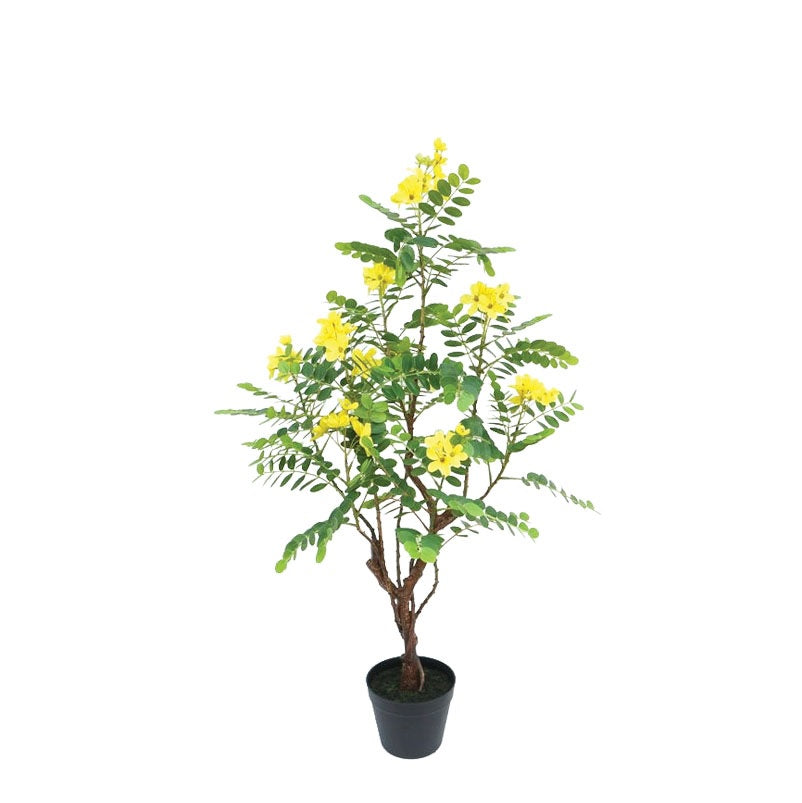 ΔΕΝΤΡΟ ΚΑΣΣΙΑ 90cm 24170