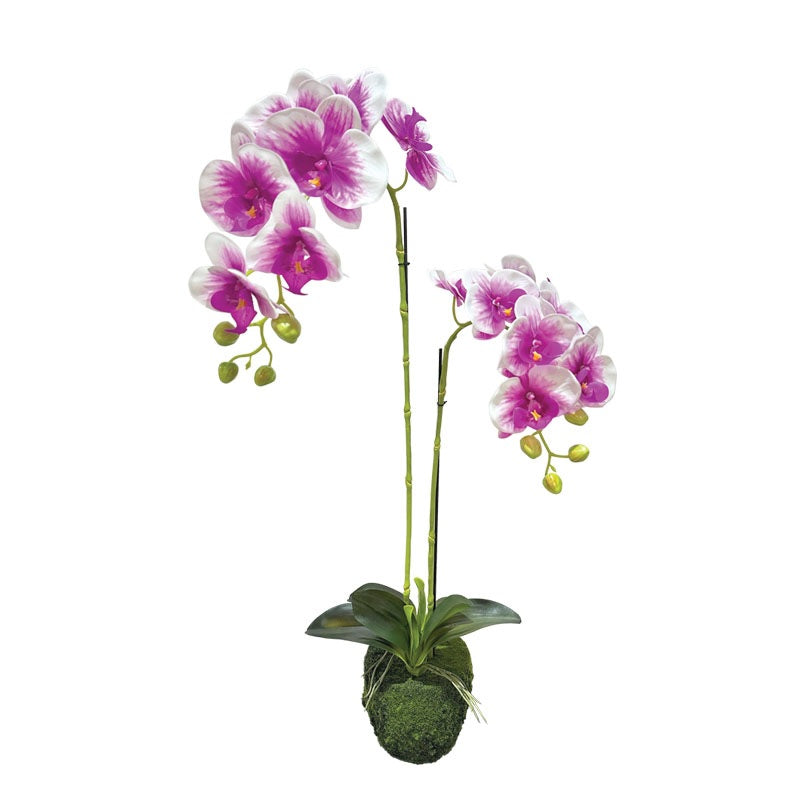 ΟΡΧΙΔΕΑ ΦΥΤΟ 68cm 94375