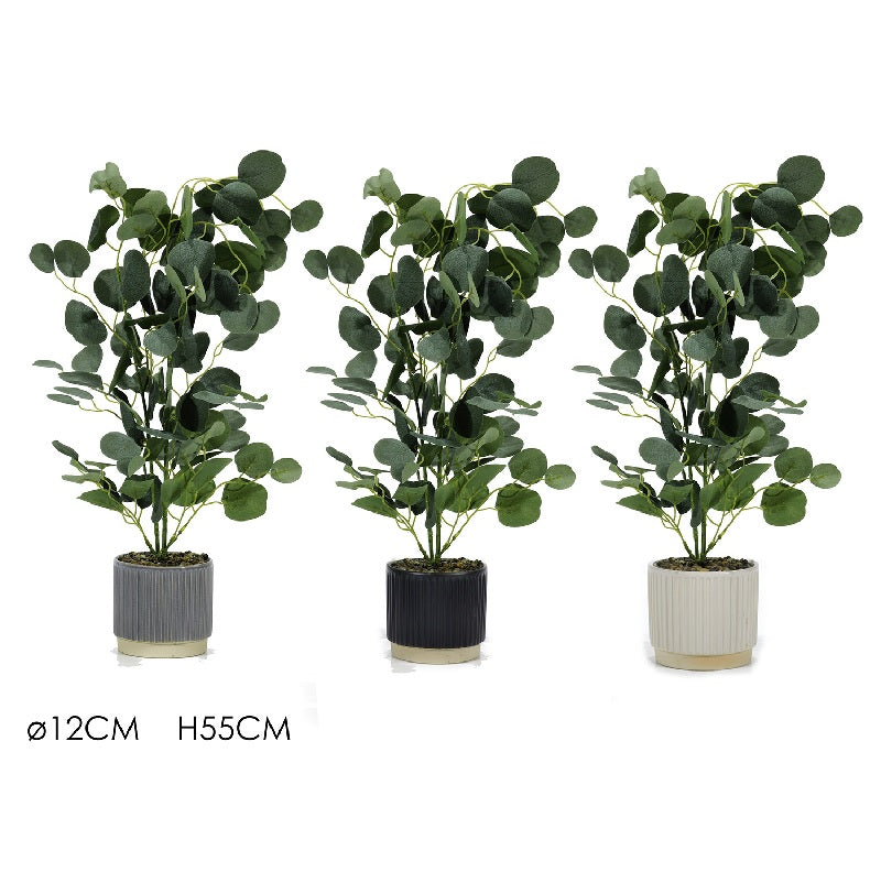 ΓΛΑΣΤΡΑΚΙ ΕΥΚΑΛΥΠΤΟΣ 12x55cm