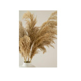 ΚΛΑΔΙ PAMPAS 70cm