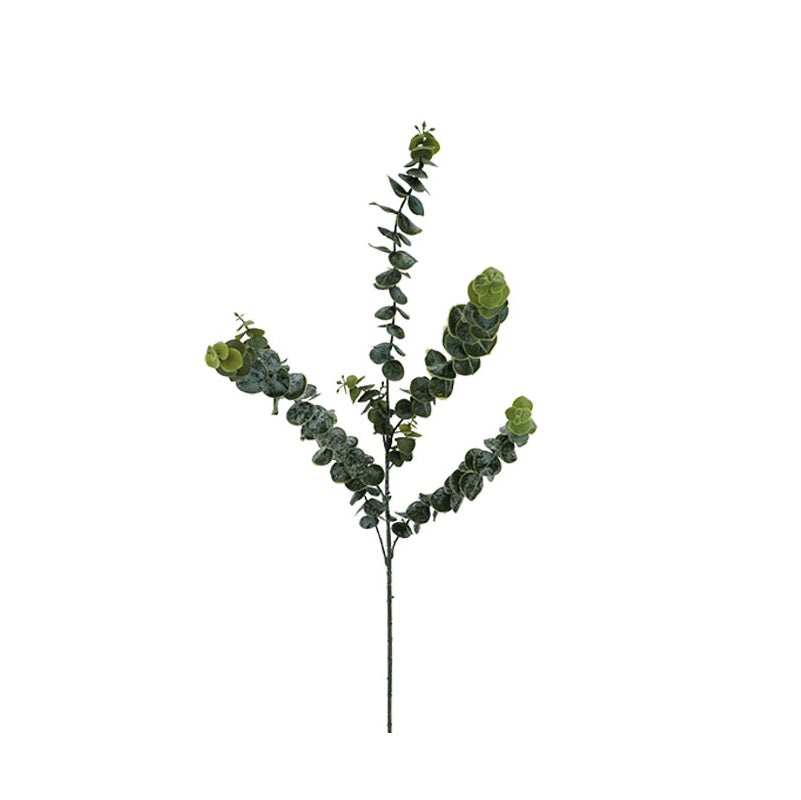 ΚΛΑΔΙ ΕΥΚΑΛΥΠΤΟΣ 88εκ