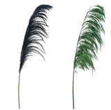 ΚΛΑΔΙ PAMPAS ΑΠΟΞΗΡΑΜΕΝΟ 145εκ