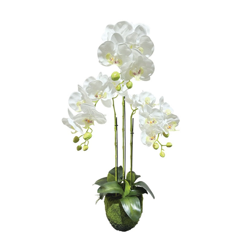 ΟΡΧΙΔΕΑ ΦΥΤΟ 82cm 94374