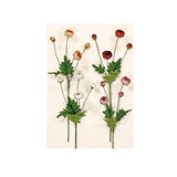 ΚΛΑΔΙ ΝΕΡΑΓΚΟΥΛΑ 60cm 38006