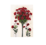 ΚΛΑΔΙ ΠΑΠΑΡΟΥΝΑ 75cm 12102