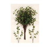ΚΛΑΔΙ ΚΙΣΣΟΣ 85cm 22169